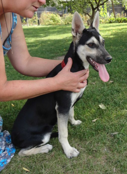 Девочки, 1 год. Стерилизованы. Ищут хозяина.