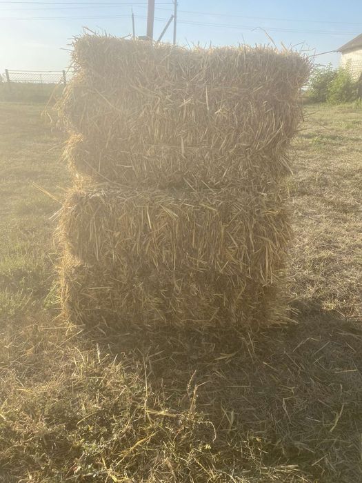 Продам солому ячмінну 2025р.