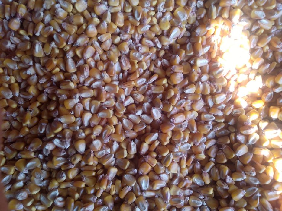 Ziarno kukurydzy suszonej w kolbach