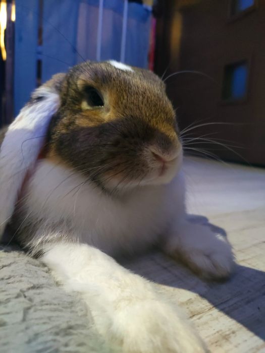 Króliczek Leon szuka kochającego domu
