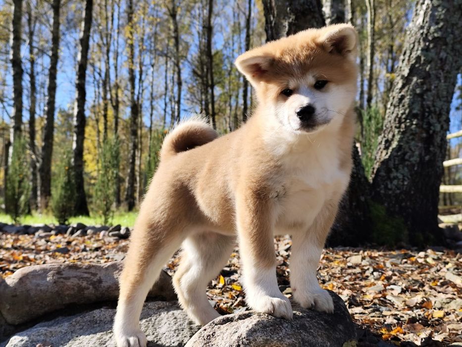 akita bez rodowodu w Twojej okolicy? Sprawdź kategorię Psy rasowe