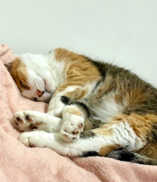 Ma czas na znalezienie domu stałego lub tymczasowego do końca grudnia!