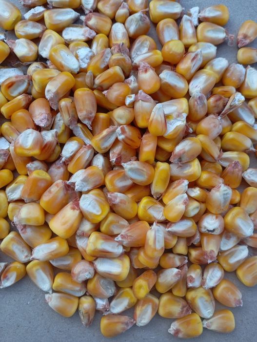 Продам кукурудзу, та пшеницю.