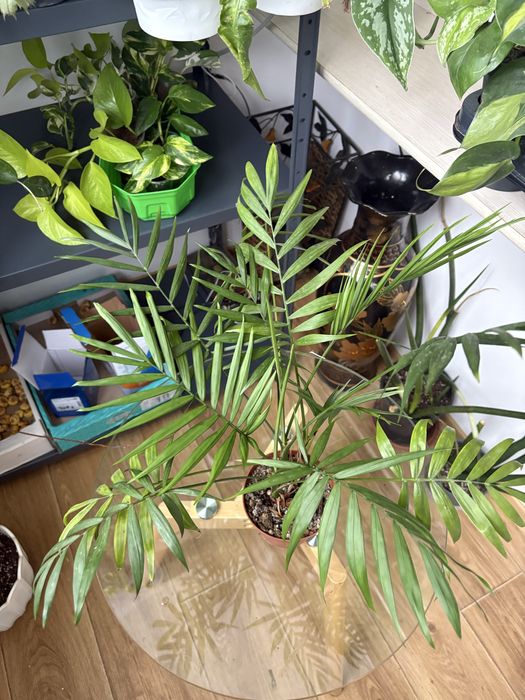 Хамедорея Еленанс