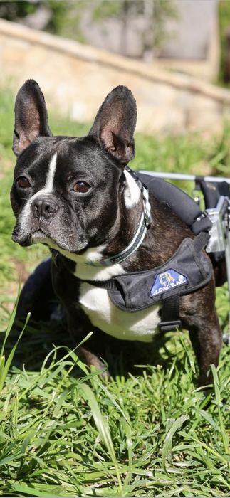 Niepełnosprawny buldog do adopcji