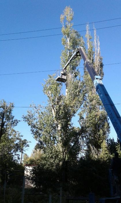 Обрезка и спил деревьев с вывозом веток.Все аккуратно.