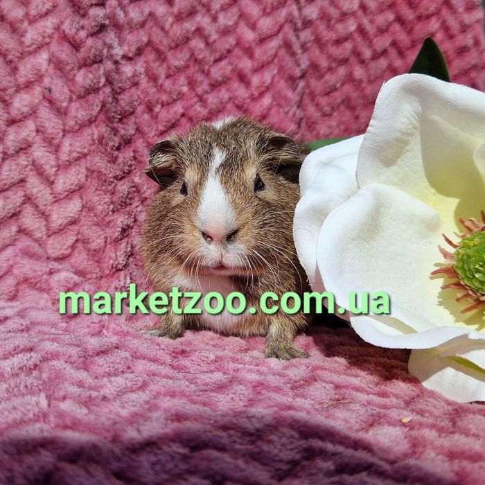 морская морська свинка морские морськi свинки америкаська висловуха аг