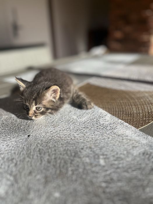 Кошеня в добрі роки