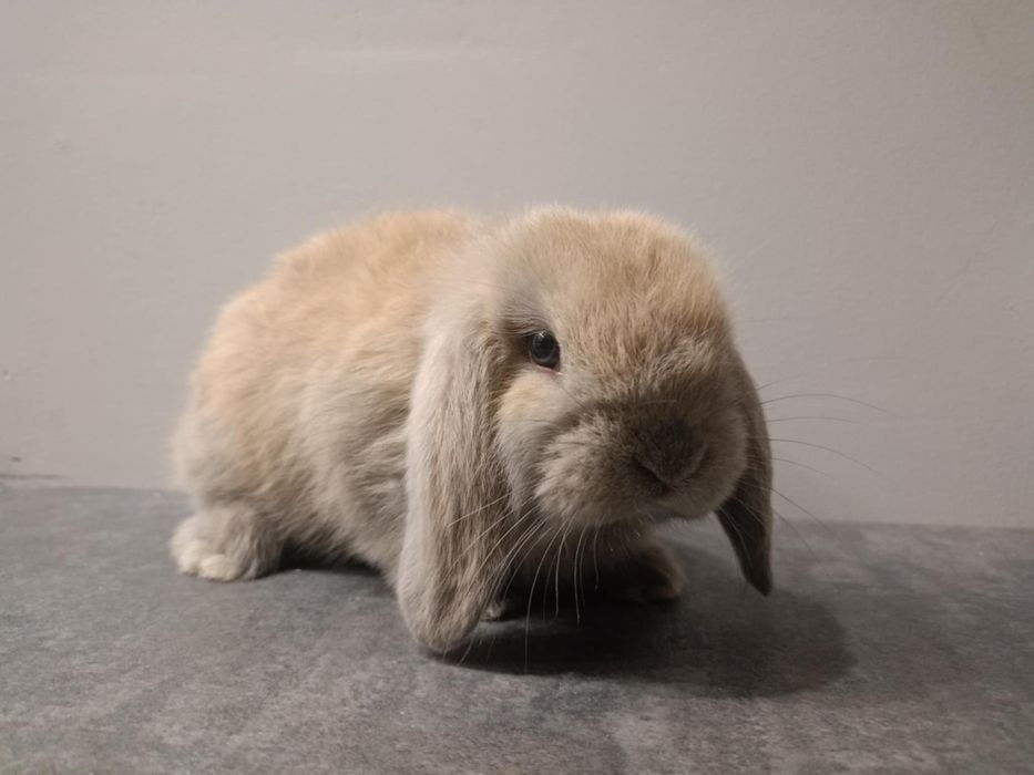 Mini lop, królik baranek miniaturka