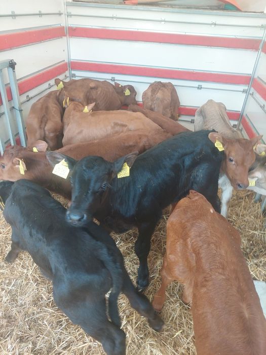 Byczki i jałoszki do sprzedania