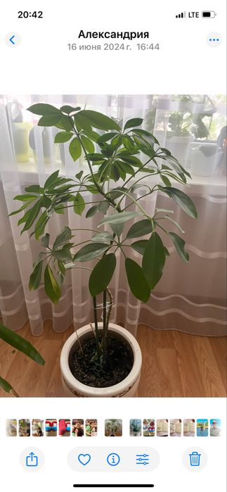 Срочно продам комнатные цветы