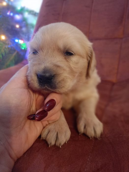 Golden Retriever po Championach