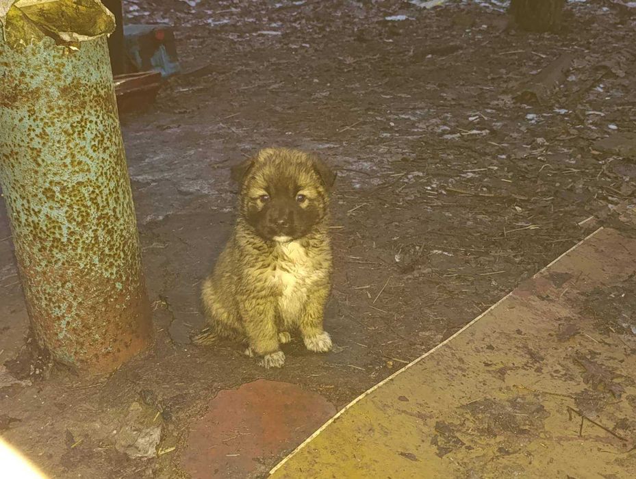 Малюки шукають дім