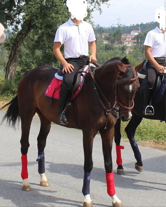 Trotador francês