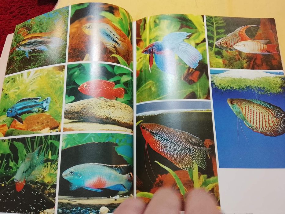 Аквариум. Всё с самого начала