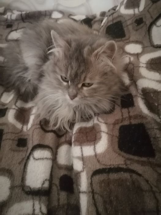 Отдам кошку в добрые руки