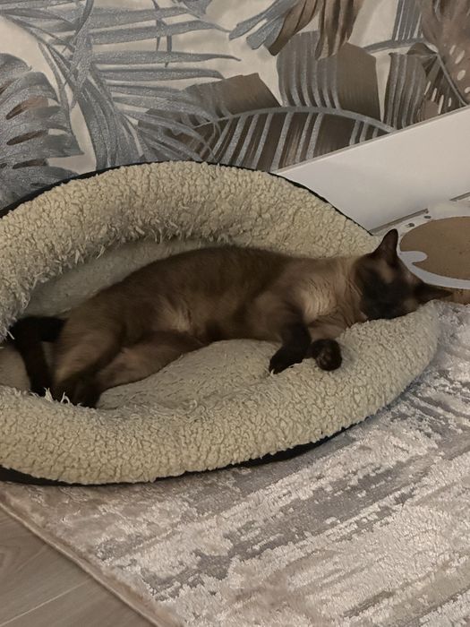 Gatinha super meiga Siamesa