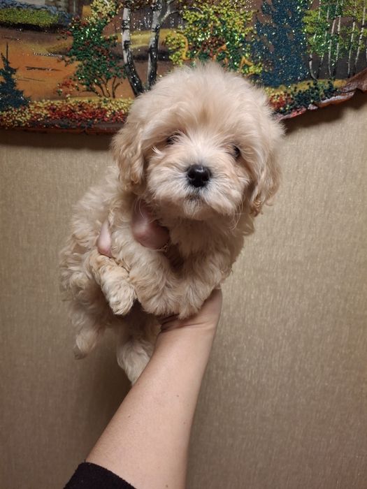 Мальчик Мальтипу с небольшим ньюансом!