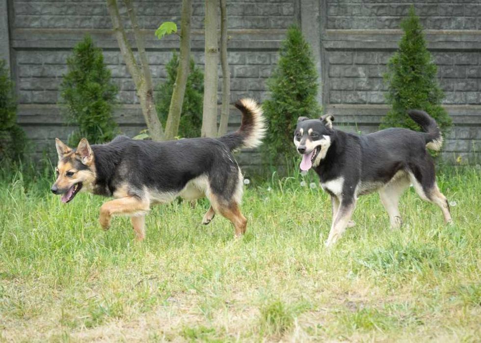 019310 Camelia do adopcji