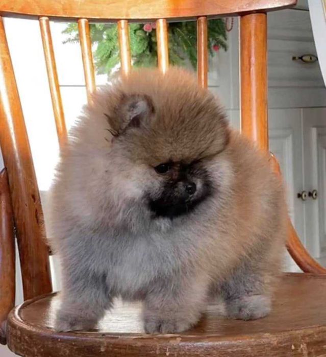 Spitz Alemão Anão/ Lulu da Pomerânia LARANJA com LOP AFIXO