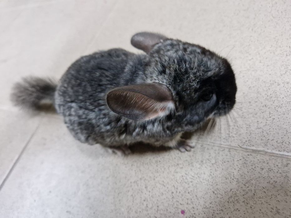 Szynszyl standard aksamitny-ciemny oraz standard i beż
Szylki młode i