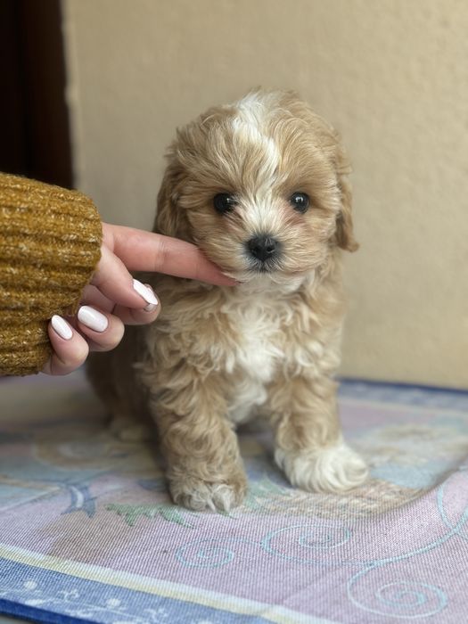 Мини малыш мальтипу микро тикап ред браун