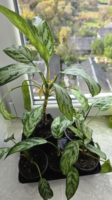 В продажі аглонеми