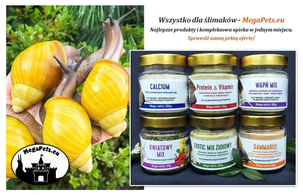 Sepia 100% Naturalna - Kość Mątwy Wapń Ślimaki Lissachatina Achatina