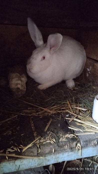 Продам,  велику , гарну кролишку