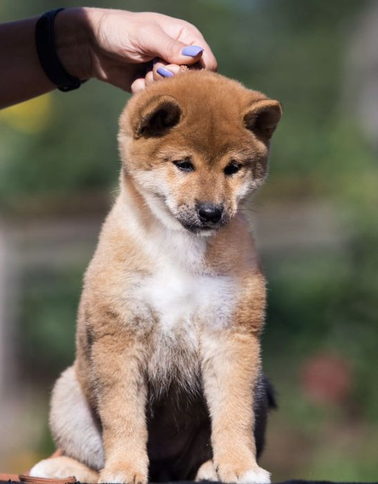 Шиба іну цуценята
