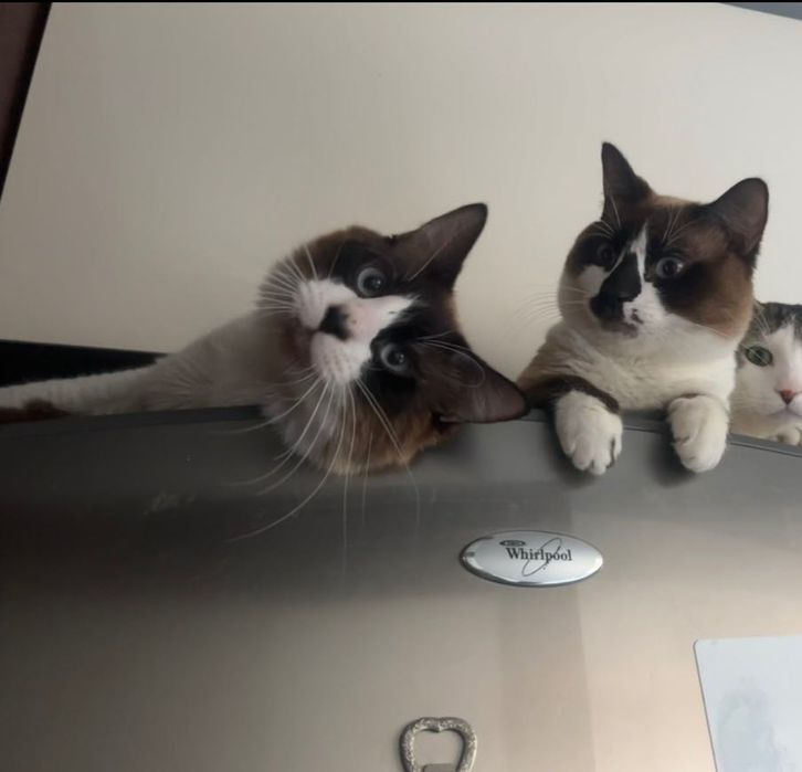 Gatinhos machos adoção muito responsável