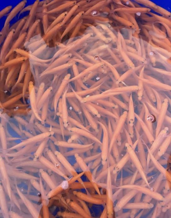 Karp, karaś, koi, ryby, narybek, lin, orfa, żywiec