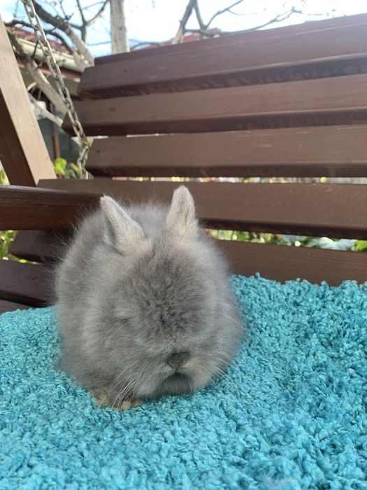 Декоративний кролик ангора. Кролик ангора.