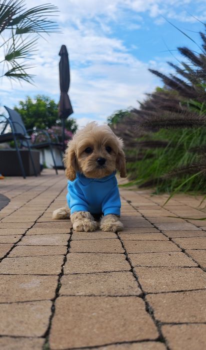 **Cavapoo**cudowny chłopiec!