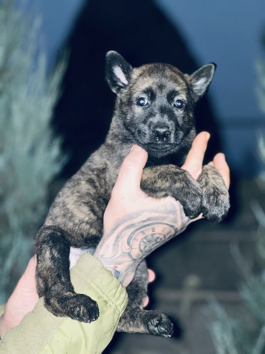 Хердер! Голландская овчарка! Девочка!