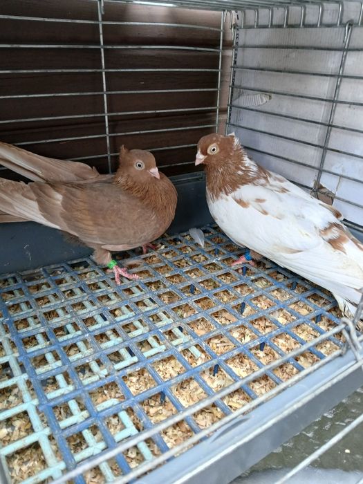 Gołębie zamojskie żółtokrase