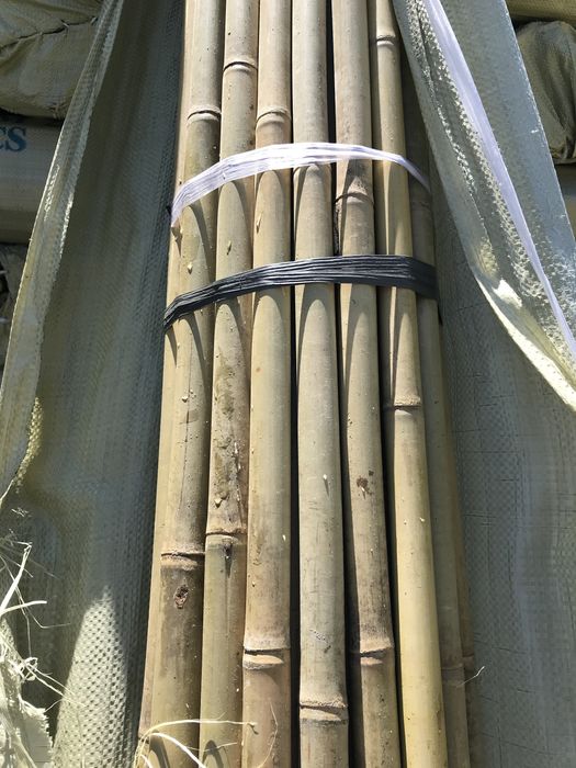 Tyczki bambusowe bambus 20/22mm 210cm Nowa Dostawa