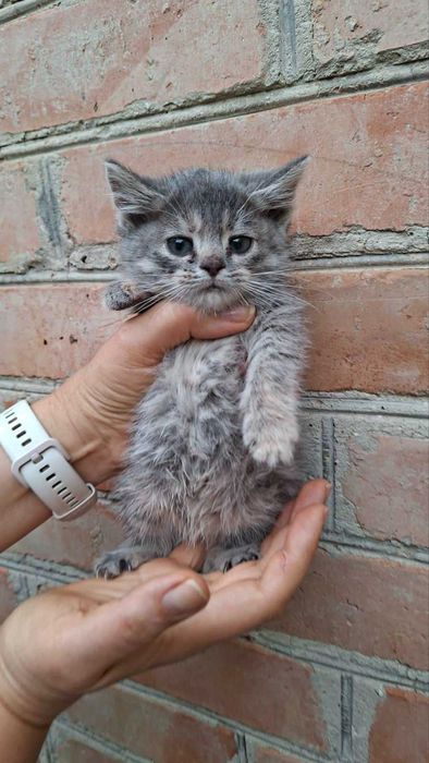 Віддам безкоштовно гарних кошенят.