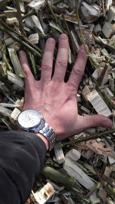 zrębka.  kora drzewna pod tuje