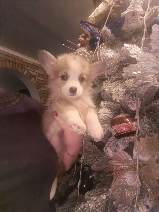 Дві чарівні дівчинка коргі