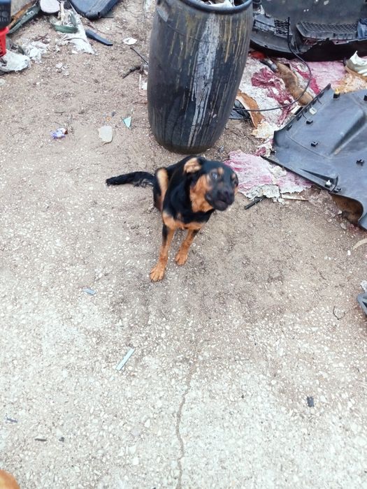 Cães para dar porte médio