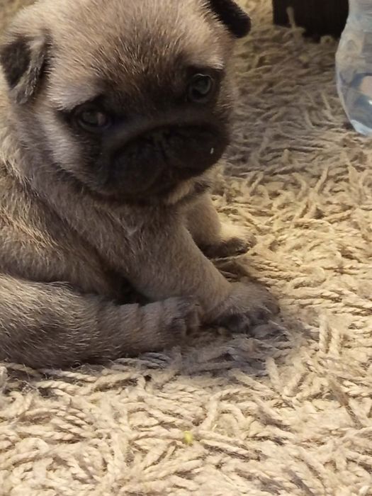 Mops chłopczyk Alfred