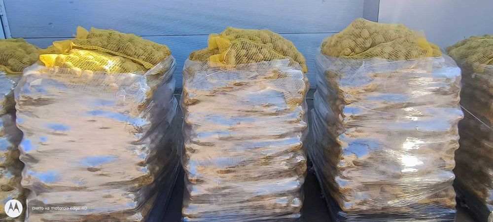 Картопля. Врожай 2025 року.Оркестра