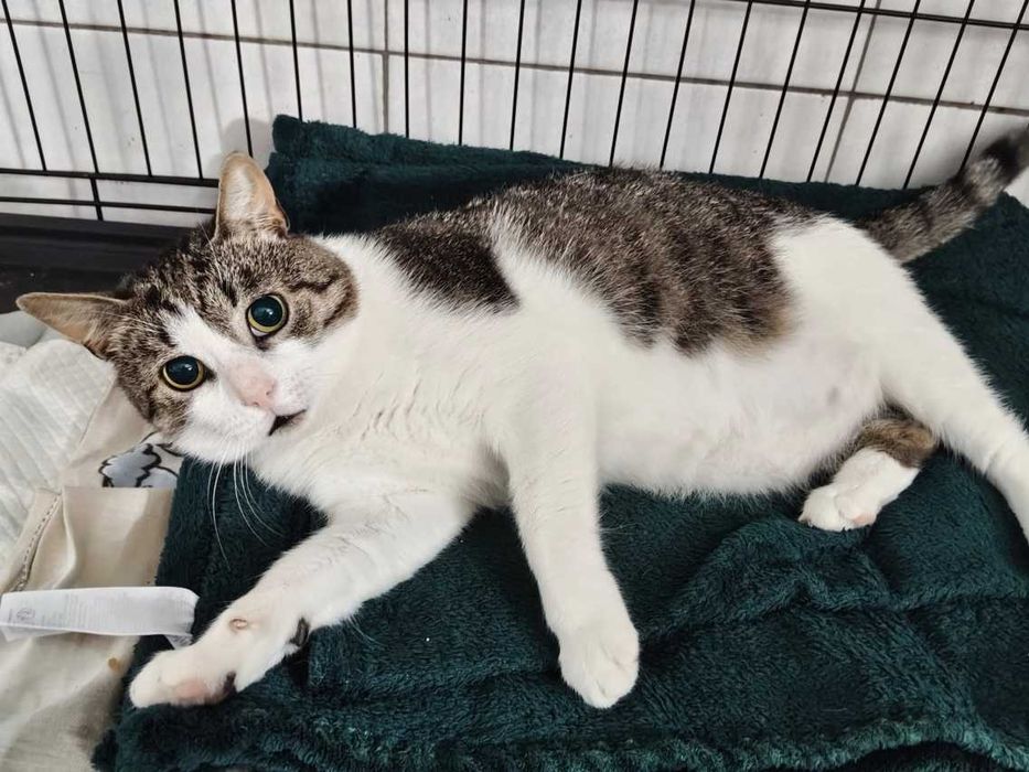 Neo - cudowny koci skarb pokocha kogoś całym sercem!