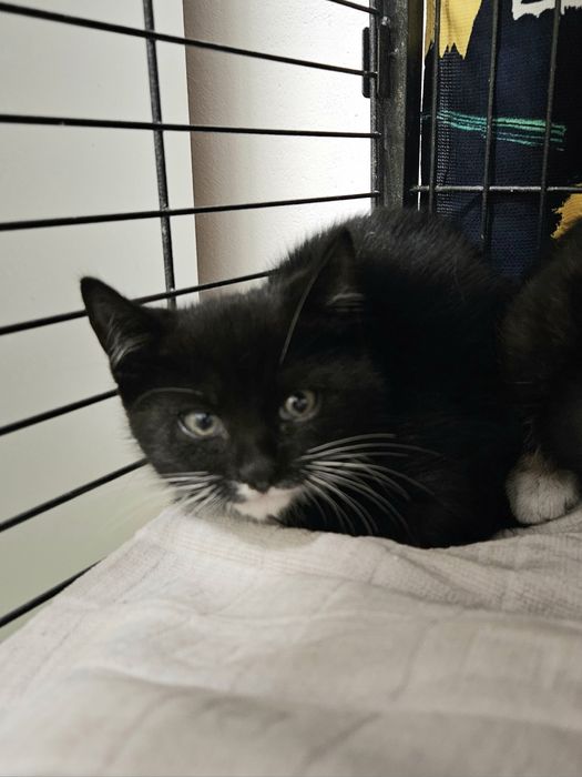 Kotki do adopcji, kot, kotek, kotka