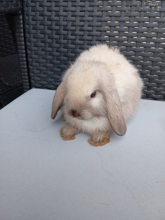 Królik mini lop miniaturka