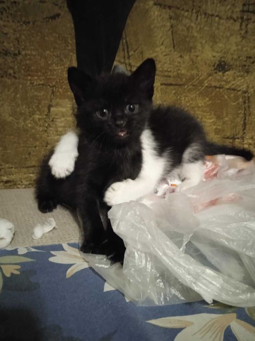 отдам котят в добрые руки