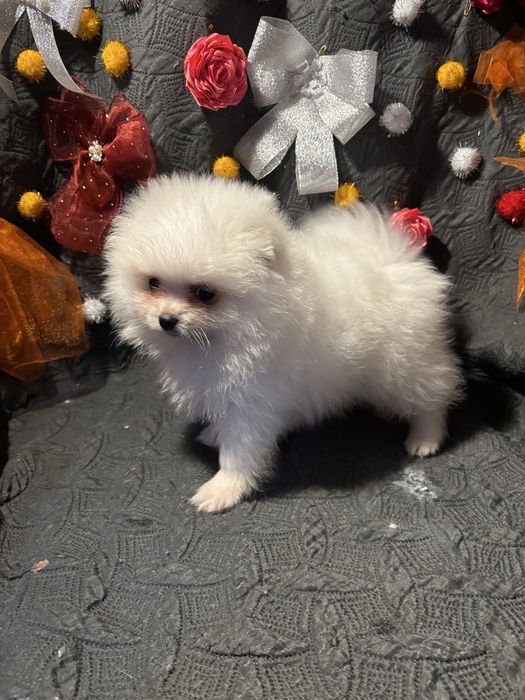 Spitz anão lulu da pomerania  femea