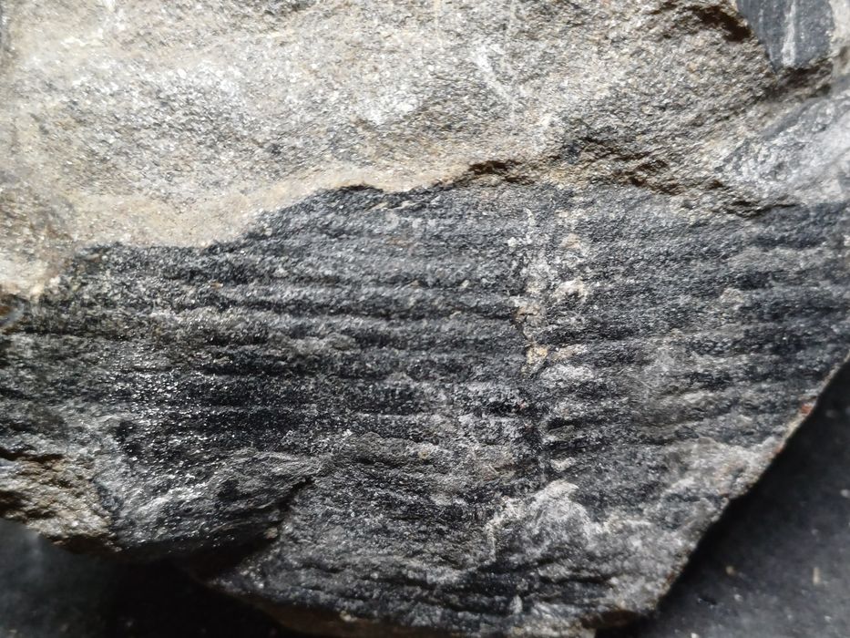 Piekny Calamites. Kop Sosnowiec