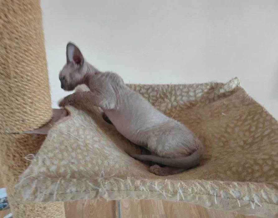 Kotka Devon Rex z rodowodem FPL